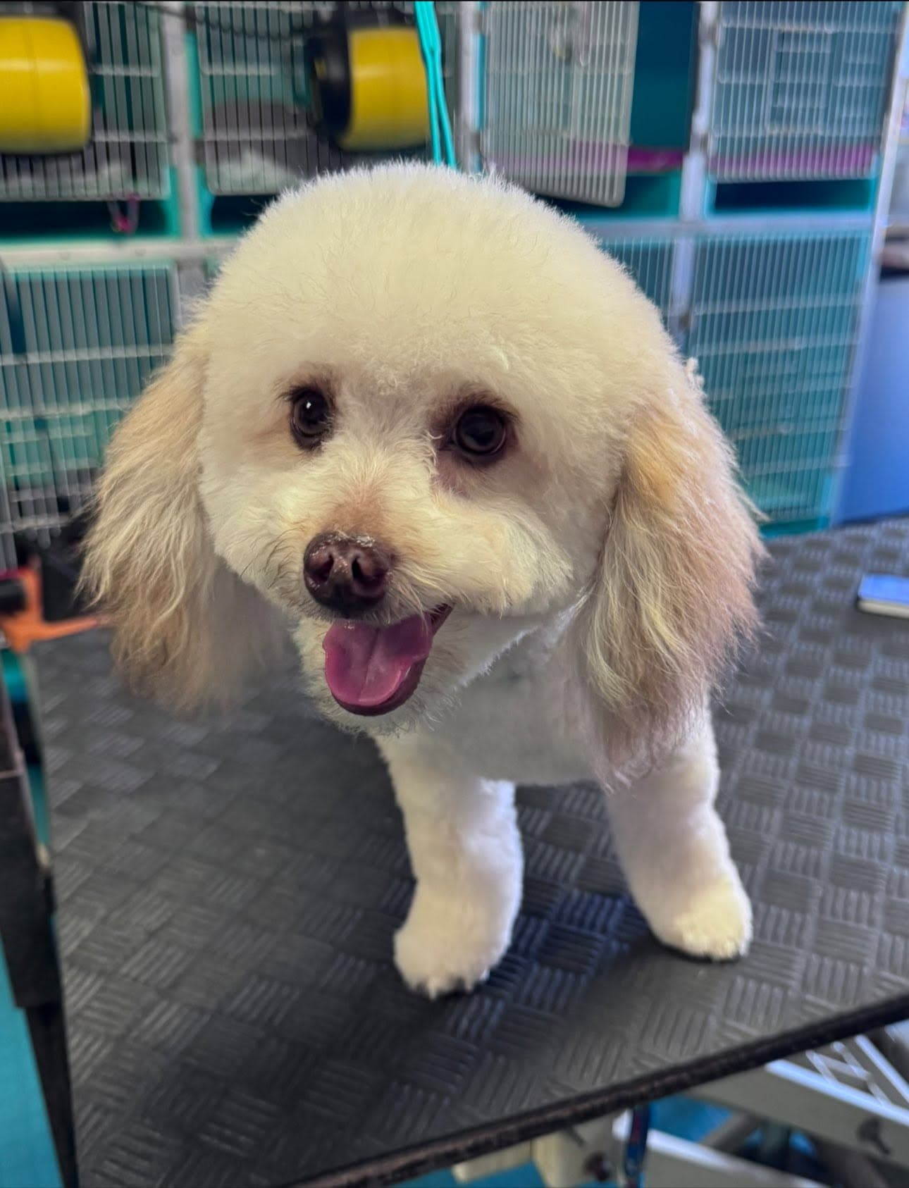 Freshly groomed white bichon-poodle mix at Flo's Happy Clipper