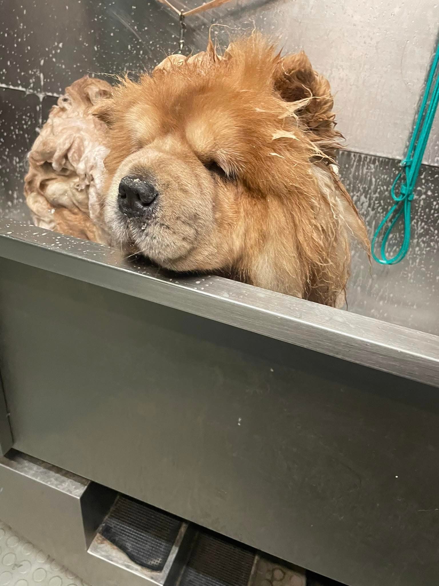 Chow Chow being bathed in the tub at Flo's Happy Clipper