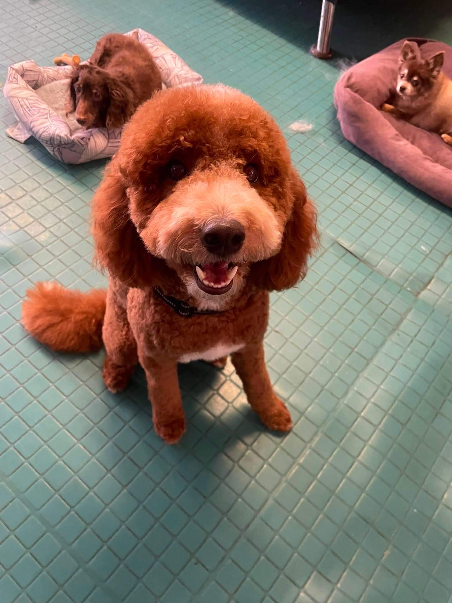 Freshly groomed red poodle at Flo's Happy Clipper, with a dachshund and a Pomeranian resting in beds behind it