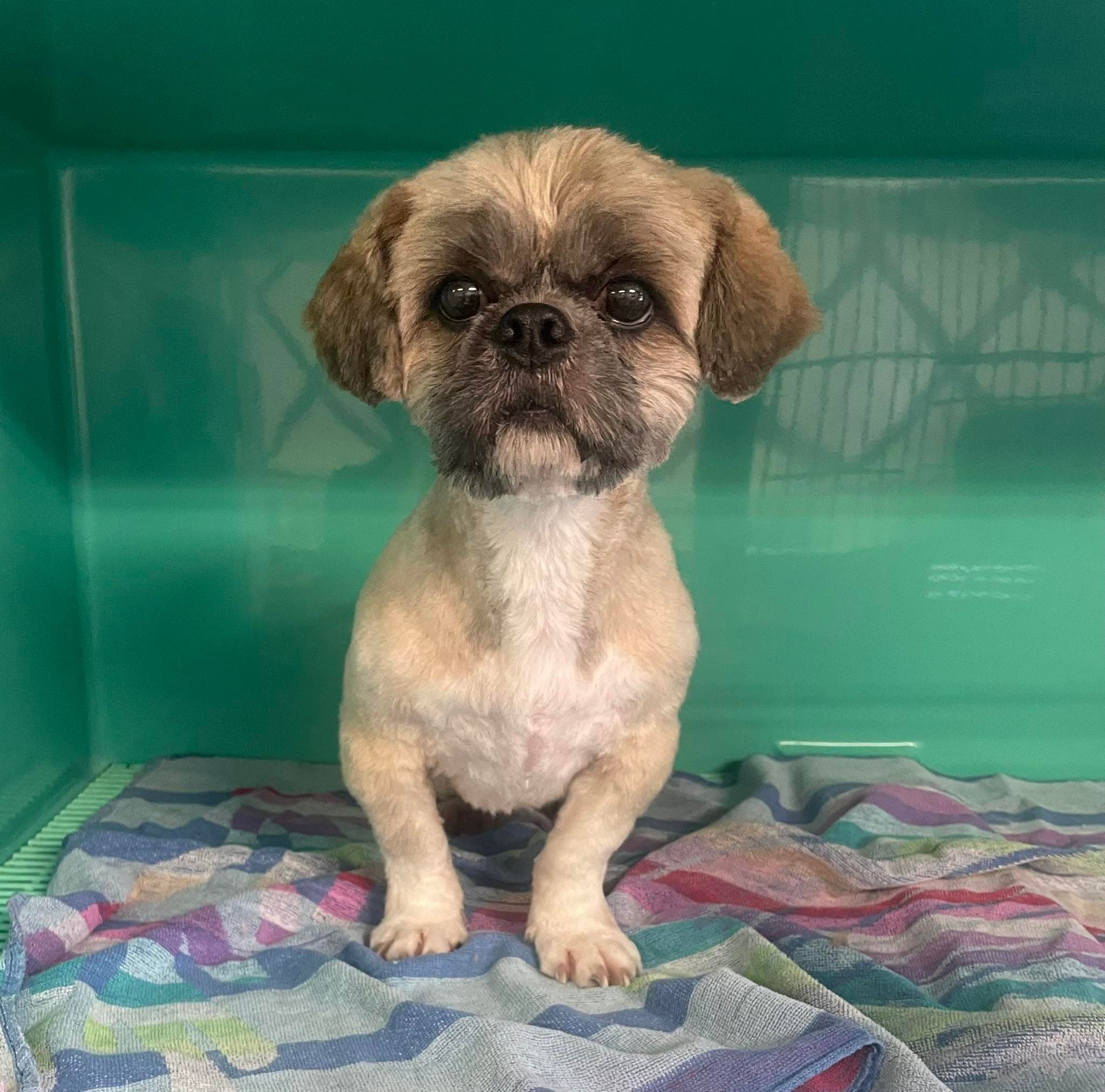 Freshly groomed Shih Tzu at Flo's Happy Clipper