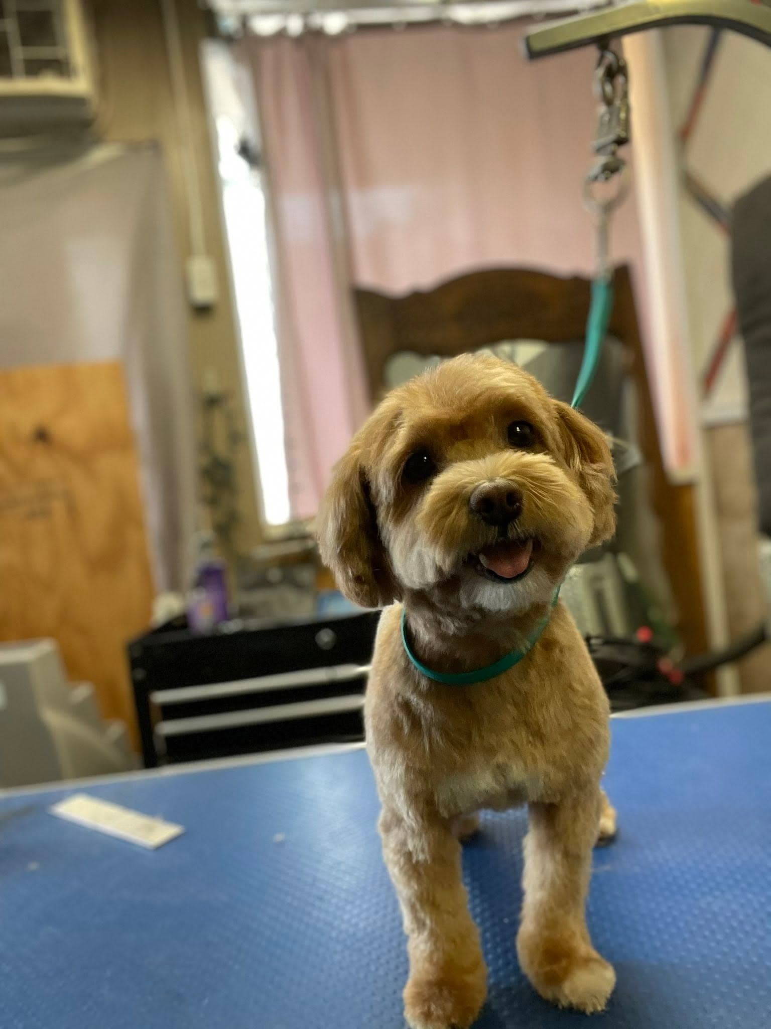 Freshly groomed tan dog smiling on the grooming table at Flo's Happy Clipper