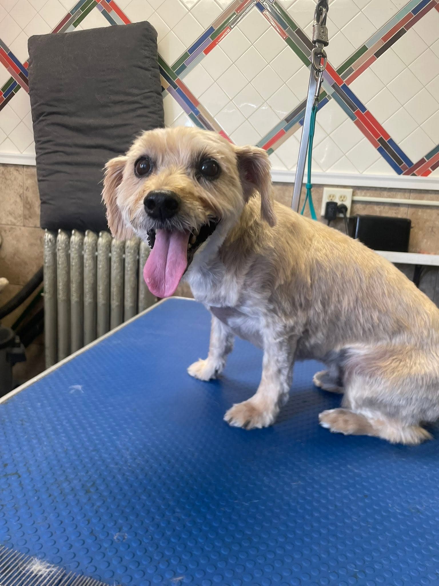 Freshly groomed terrier mix on the grooming table at Flo's Happy Clipper